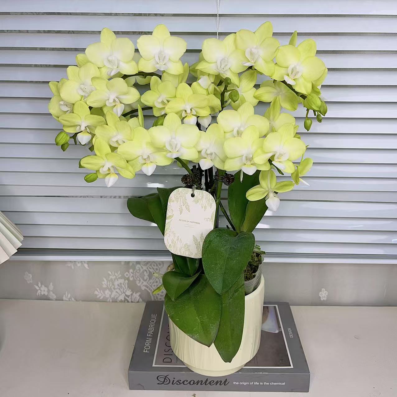 蝴蝶兰【卡莉】蜡质花好养 室内花花 广州基地直发3-3