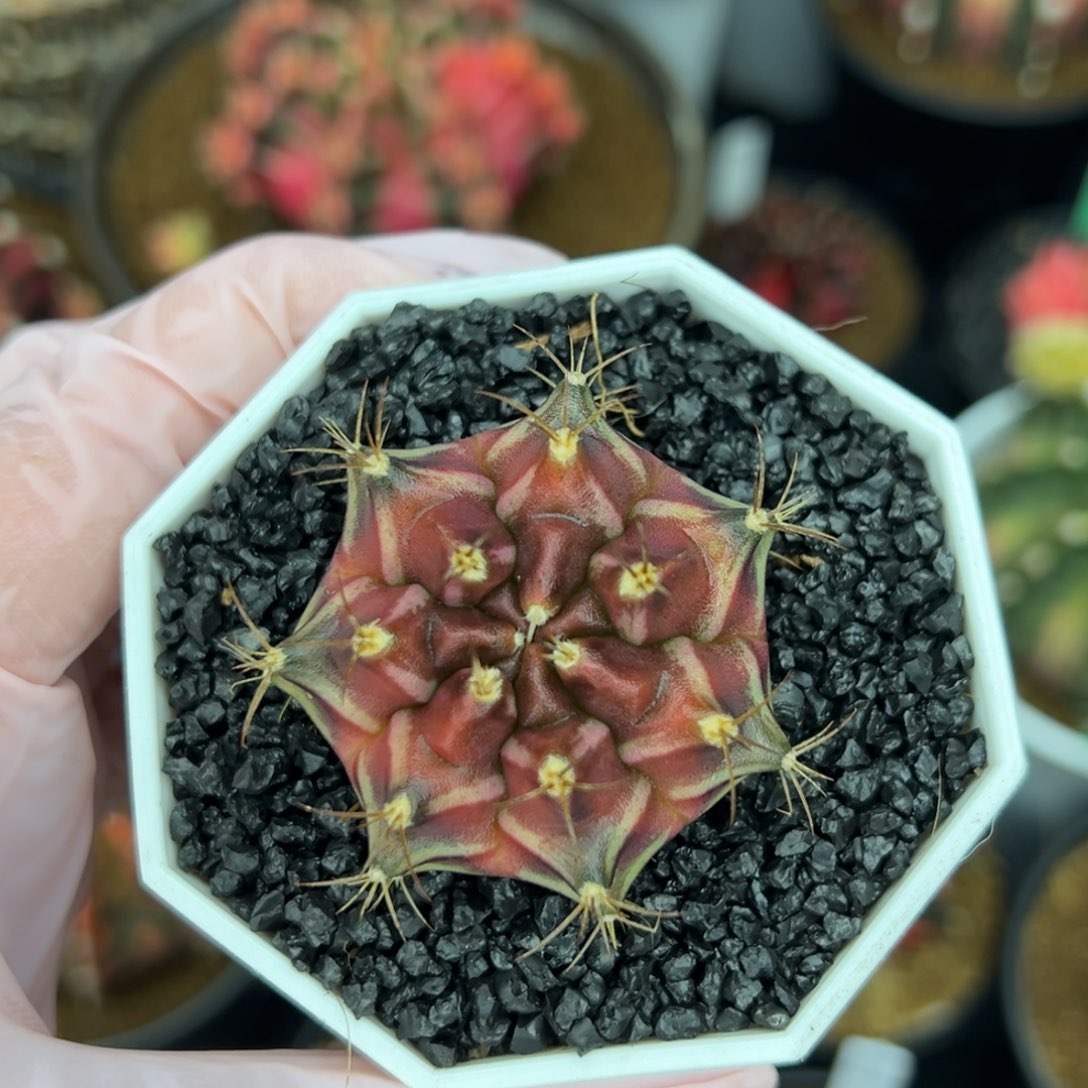 实生泰系米哈仙人球，带盆土发货