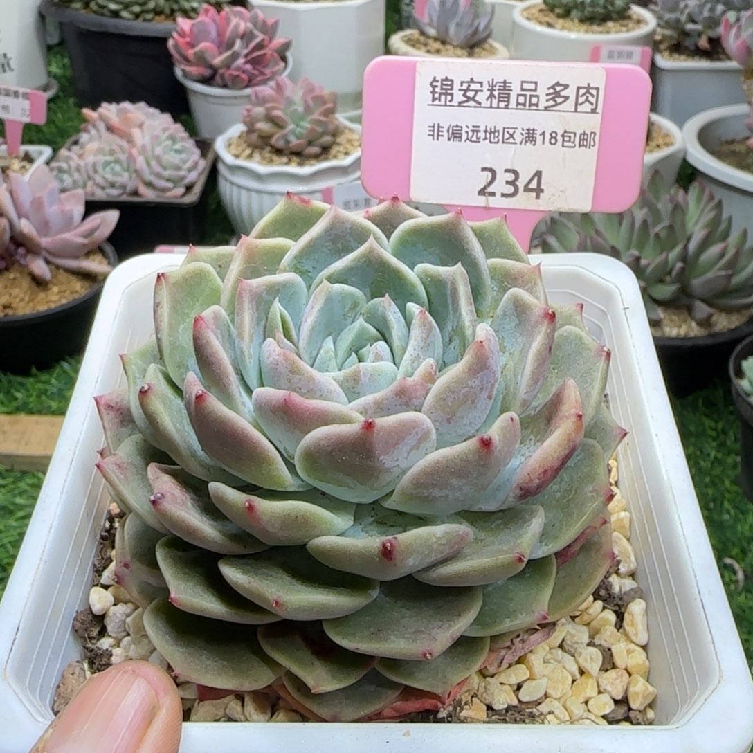 锦安精品多肉植物234