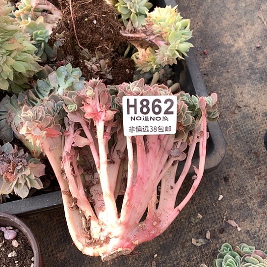 星娜塔缀化862 亏本处理退款拉黑7-8天发货