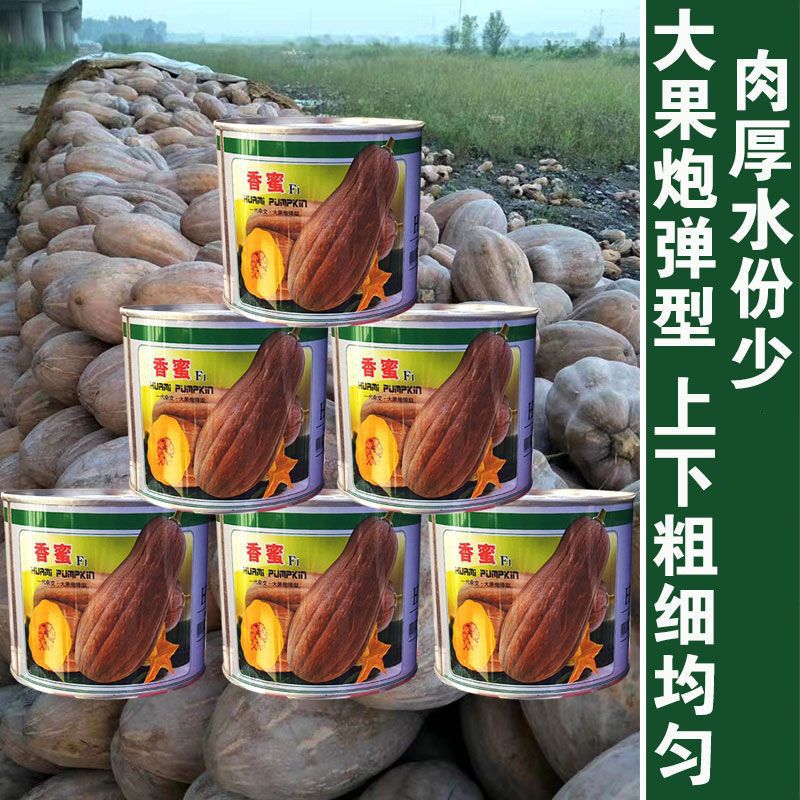 早熟蜜本南瓜种子 南瓜种籽分枝力强肉厚甜香耐贮运亩产可达万斤