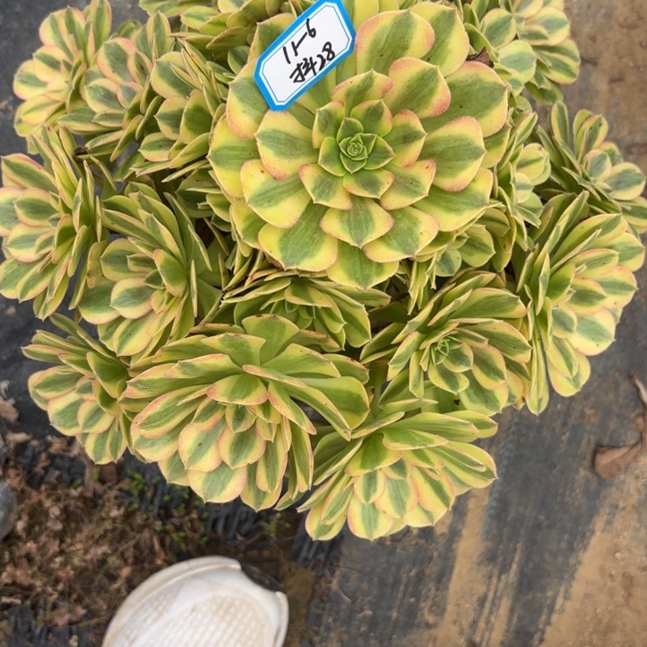 雨荷多肉法师不包损28