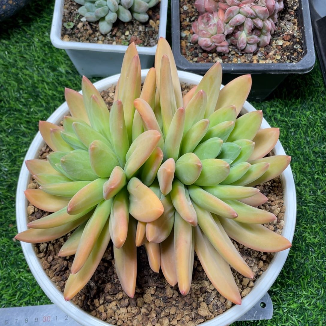 海洋之歌多肉植物