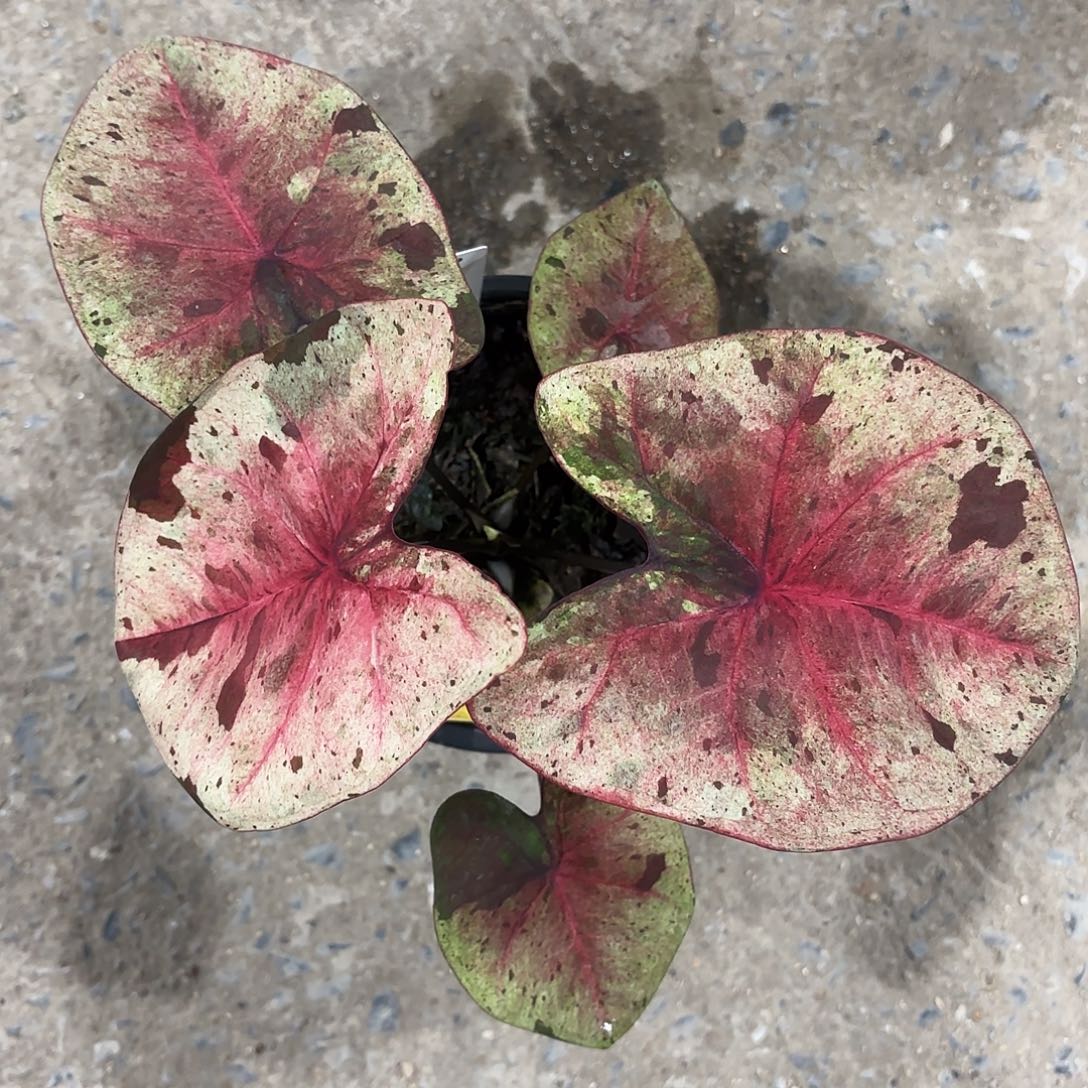 梨****i303-0125达摩彩叶芋泰国发货