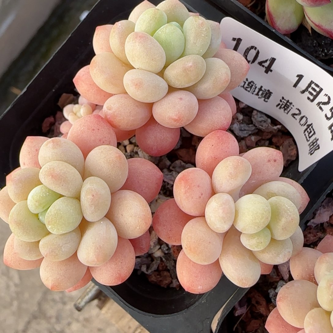 花语逸镜0125-104鱼子酱