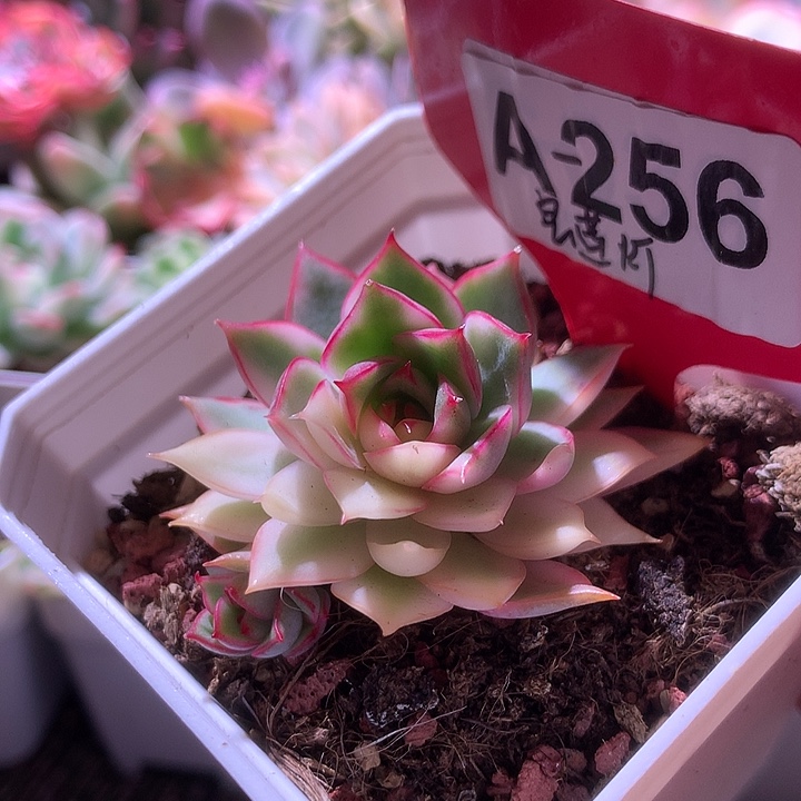 宝莲灯覆轮锦有根