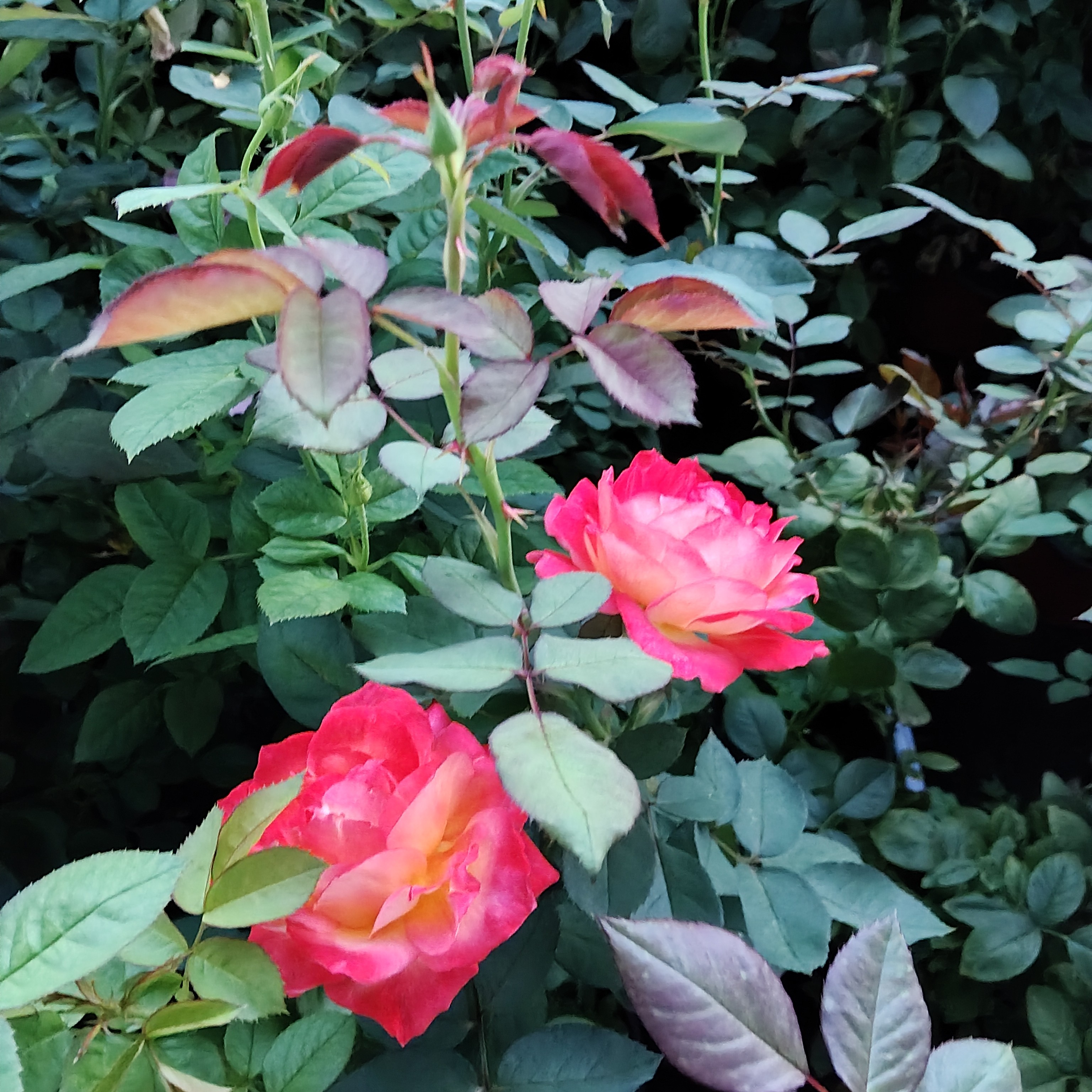 橙色月季花盆栽室内外种植
