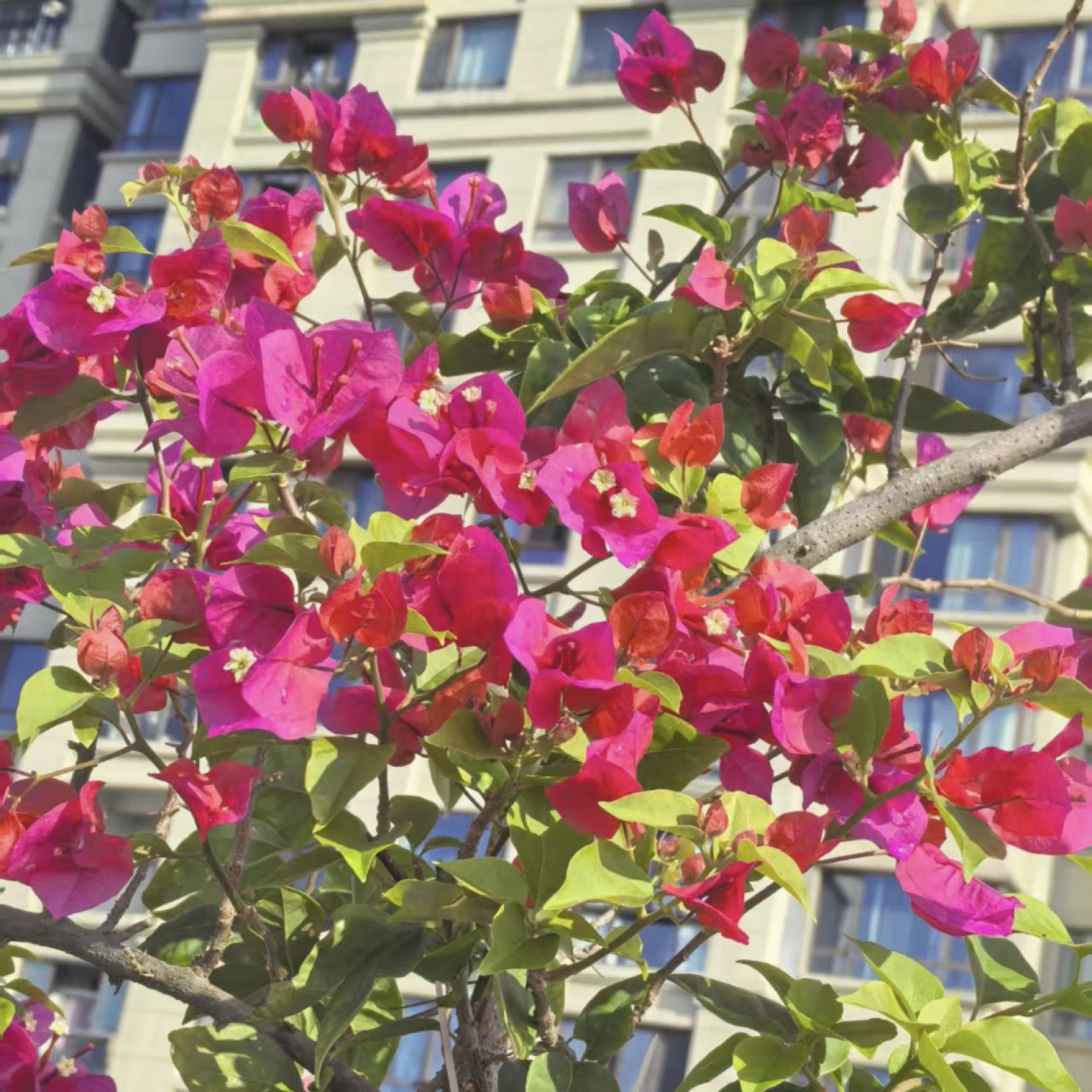 四季同安红（带花发货）三角梅布袋小苗 四季开花  爬藤 盆景 阳台