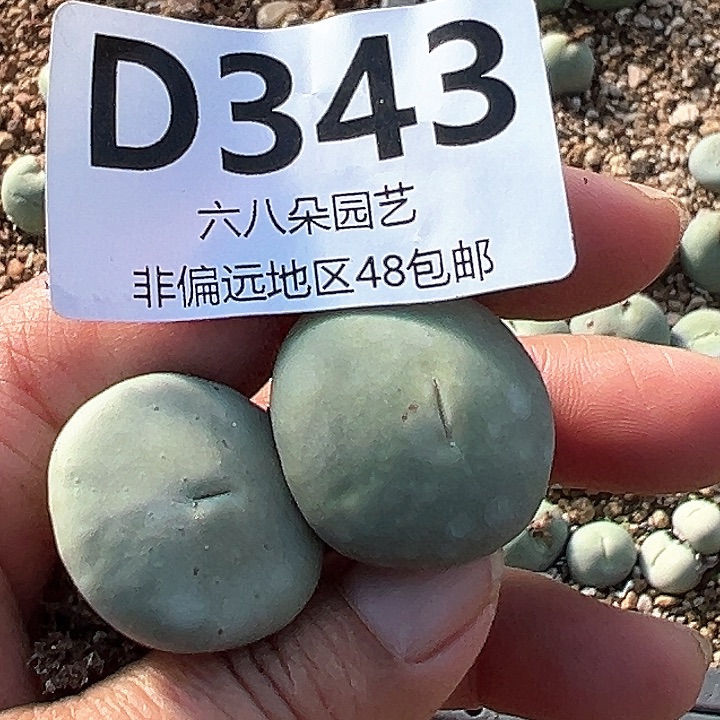 小**羊小红嘴111111多肉