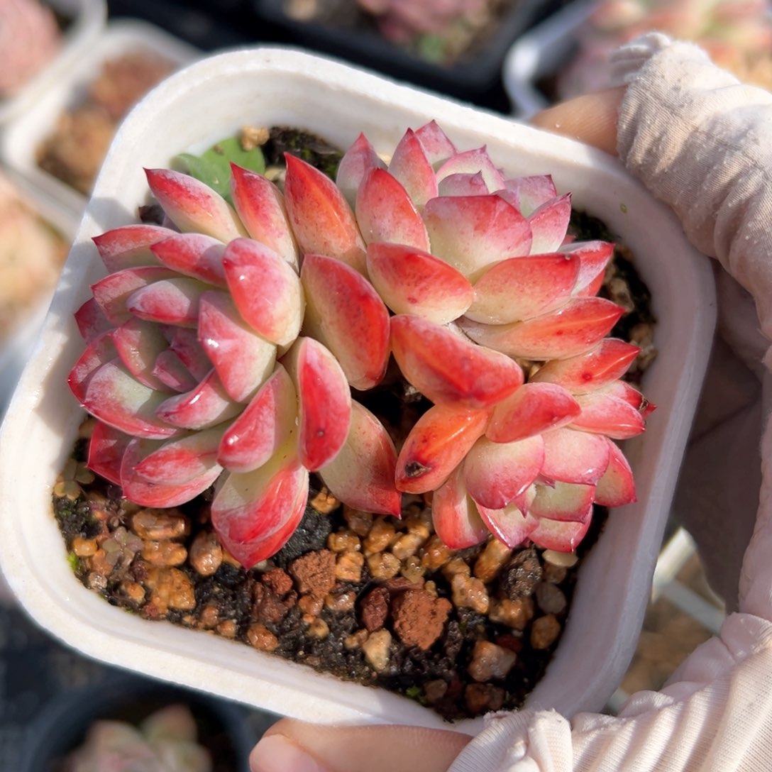 雪夜王子（满38包邮）多肉