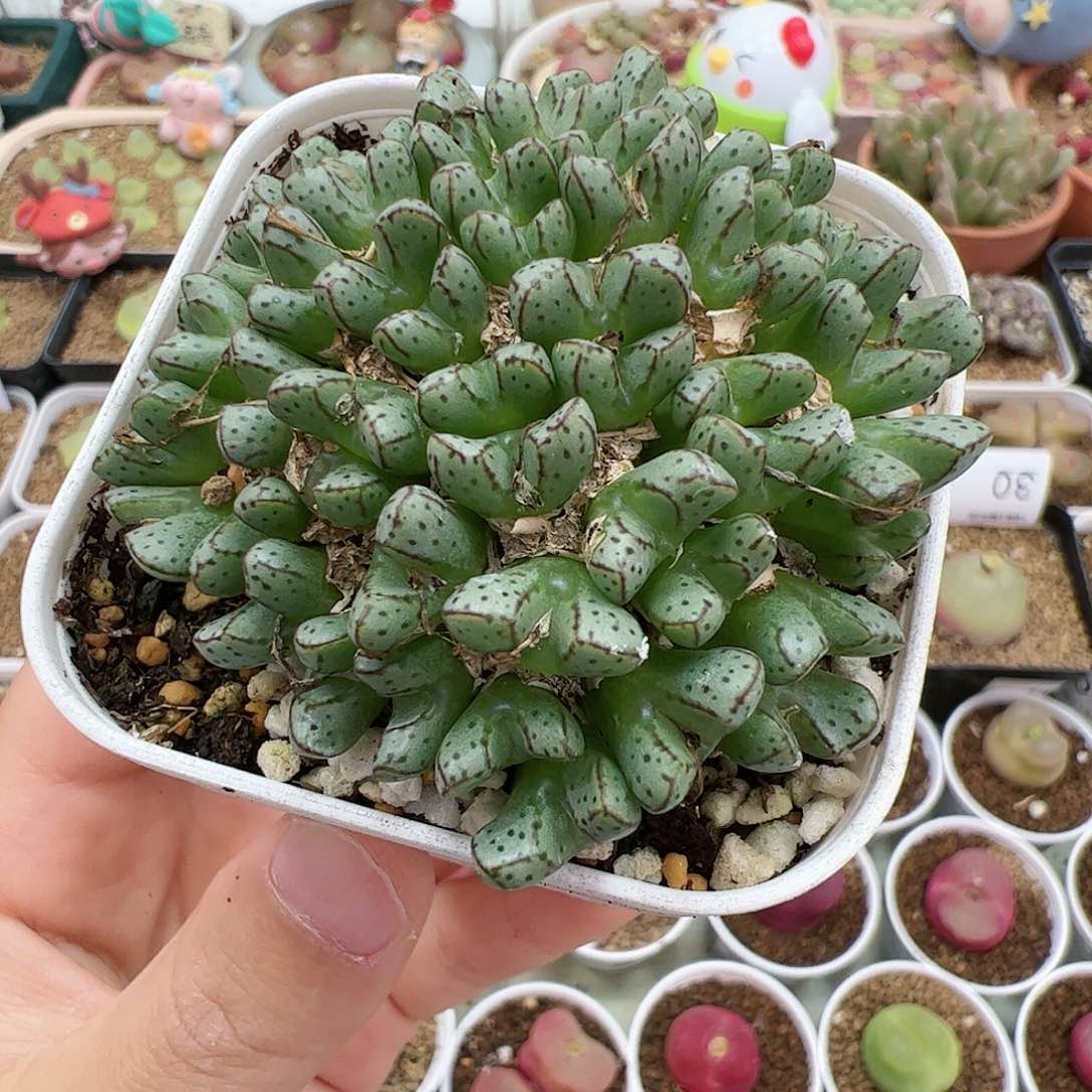 【闪购商品】63 大群