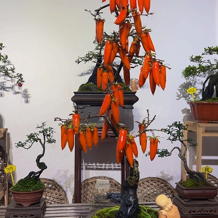 完全开放梦之辣盆景