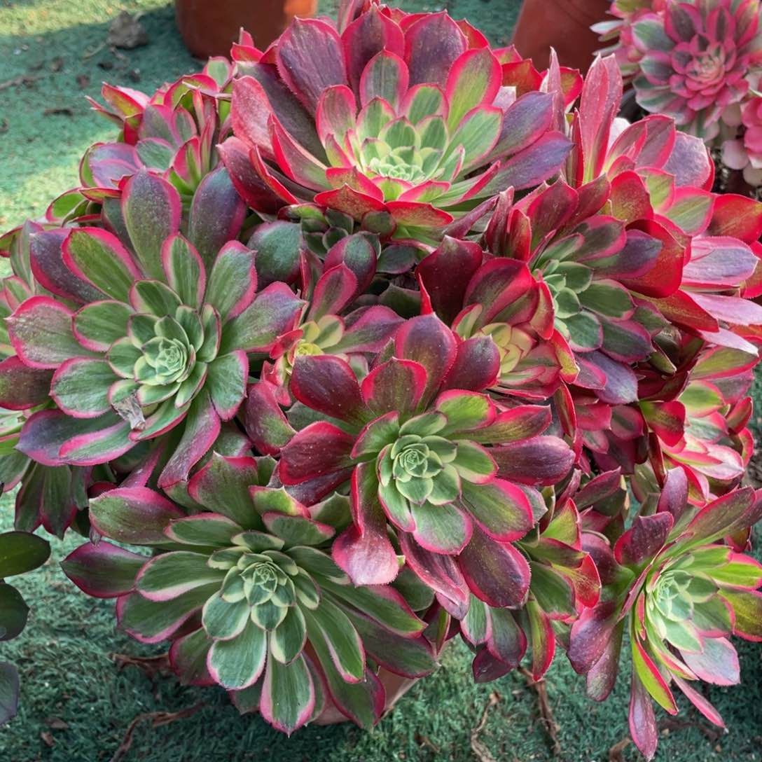 听*哥848鸿运精品法师老桩