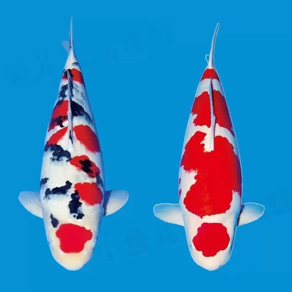 精品锦鲤大正昭和绯写白写红白芥子