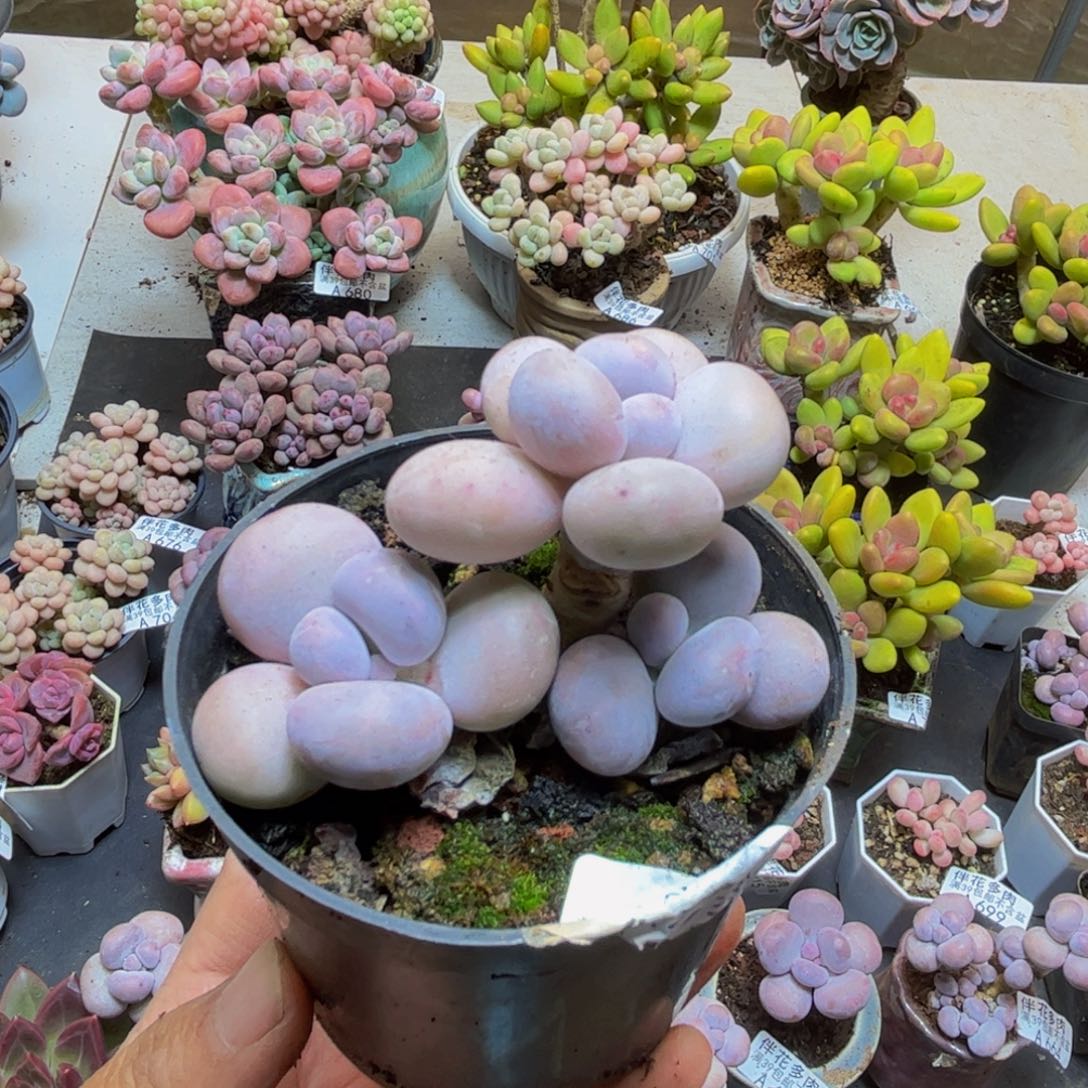 2077水光针6cm多肉