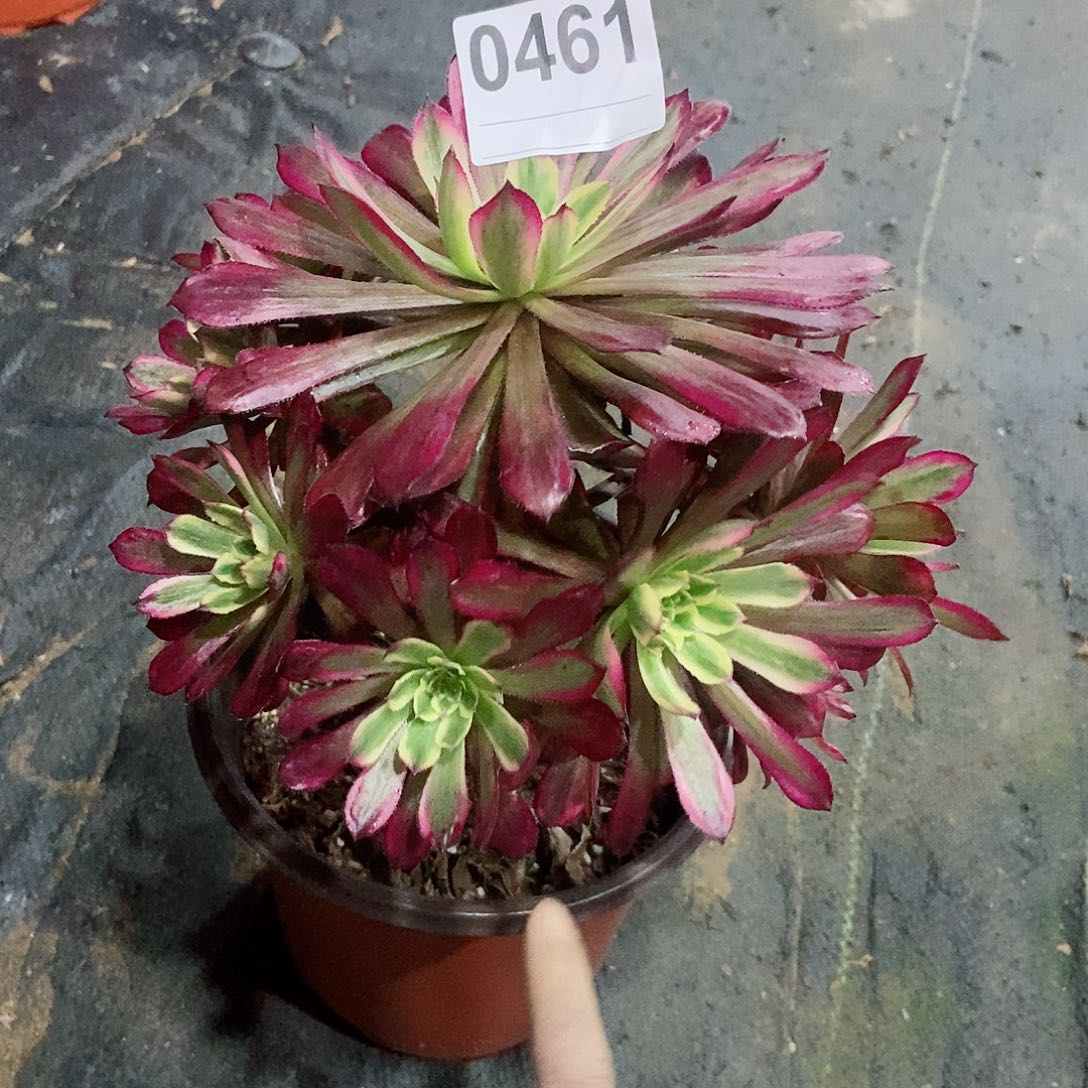 红陶0461红腹轮3多肉