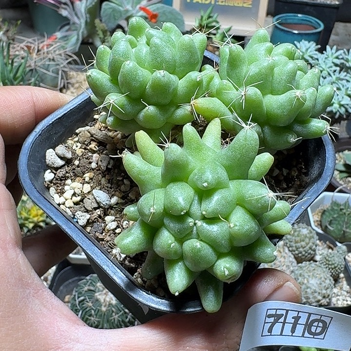 710金星脱土发货自根