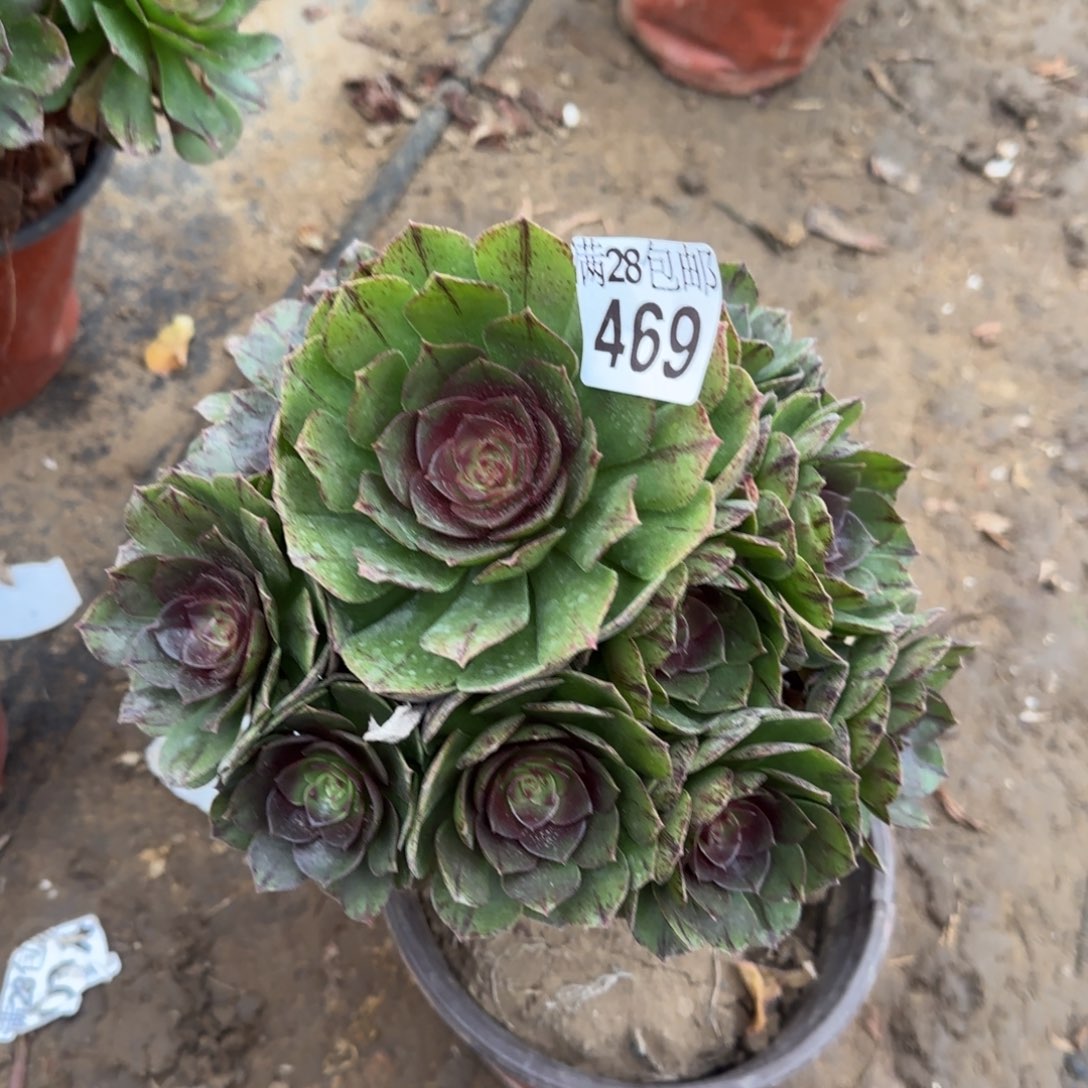万拉丝多肉469满28包邮断枝不包