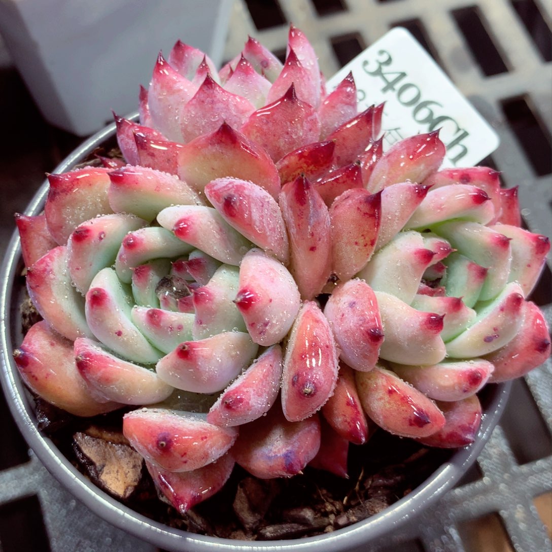 5厘米盆精控多肉3406