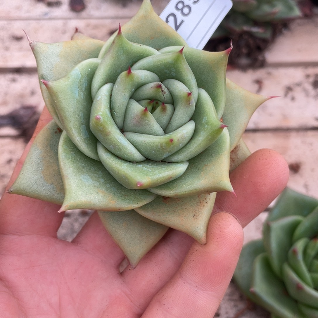 若如东云单拍C285