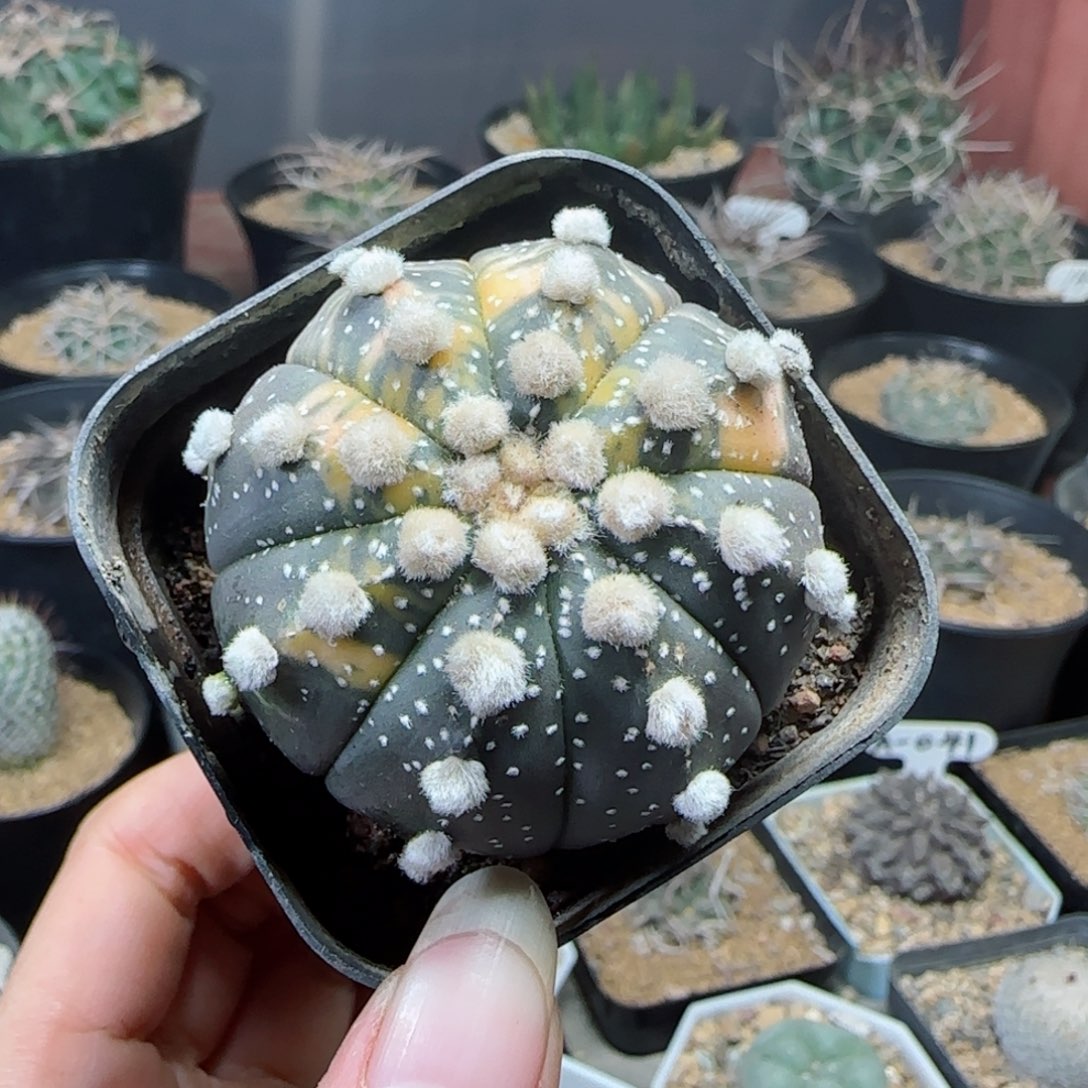 实生星兜锦多肉4.6