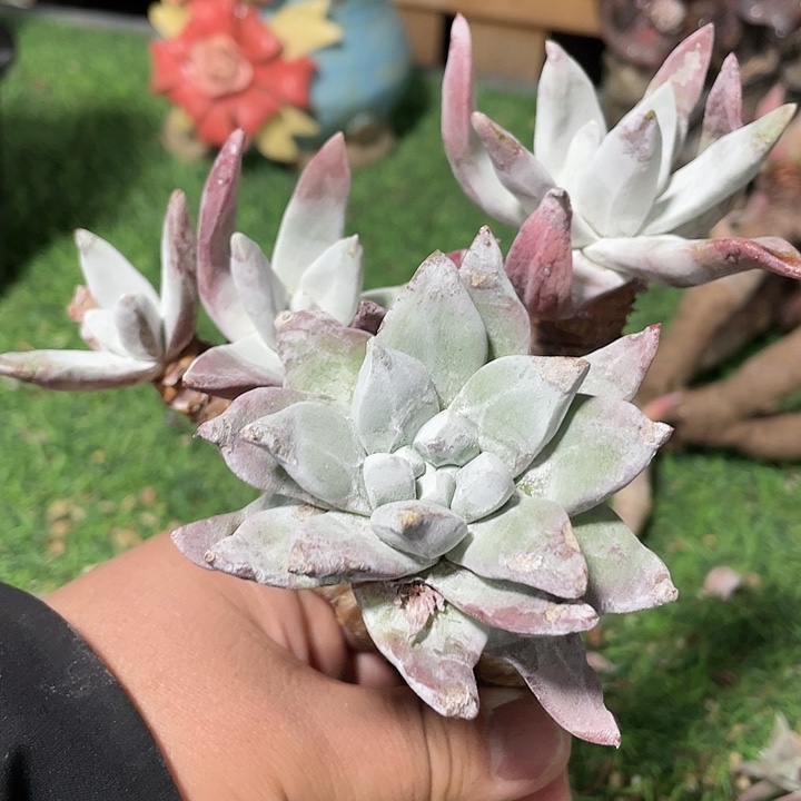 象牙叶粗桩福利粗桩福利