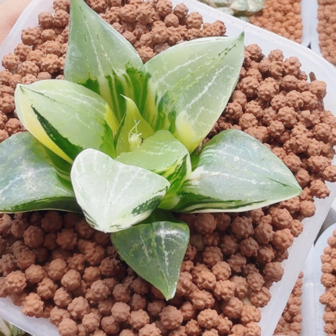 十二卷裹斑若锦福利