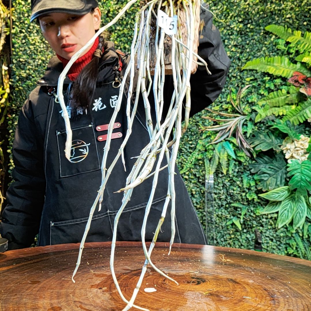 【闪购商品】195喇叭唇花卉