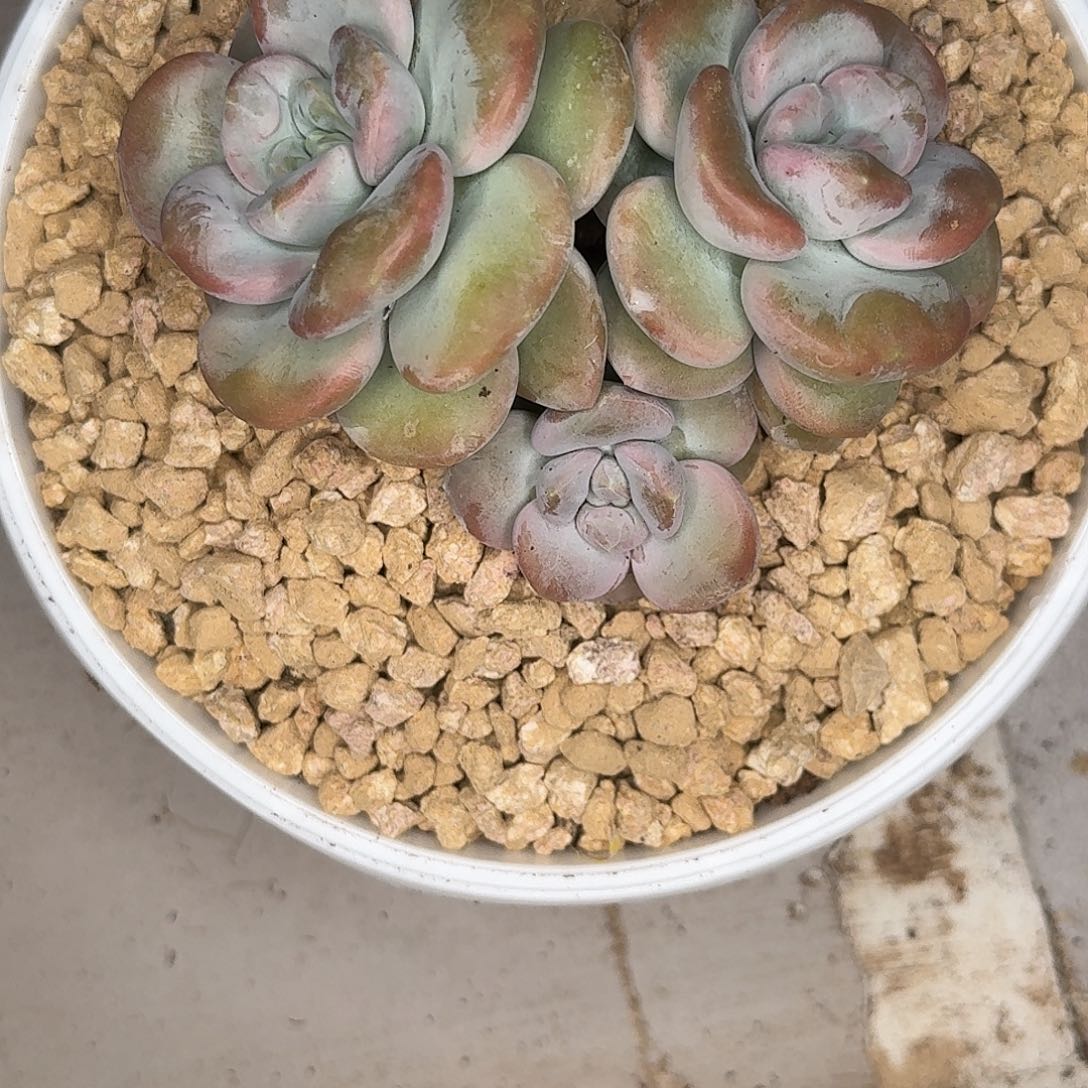 芒果冰多肉植物多肉植物