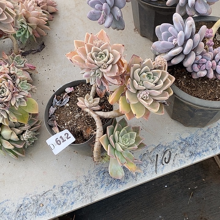 邶***贝612哈利沃森多肉植物