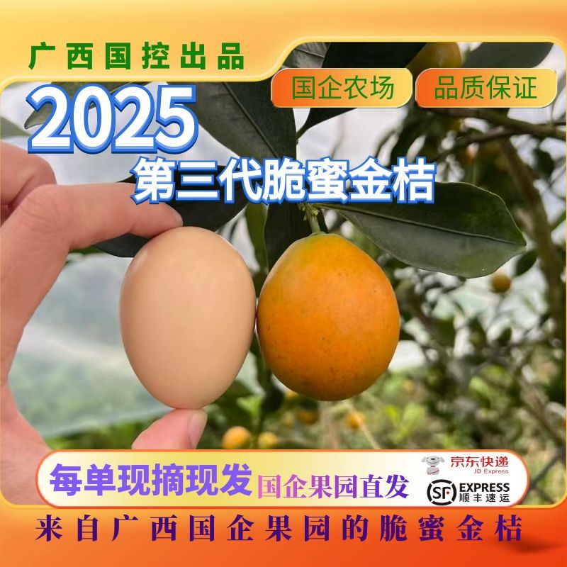 【2025新上市】广西三代脆蜜金桔优质应季水果皮较薄多汁少籽包甜