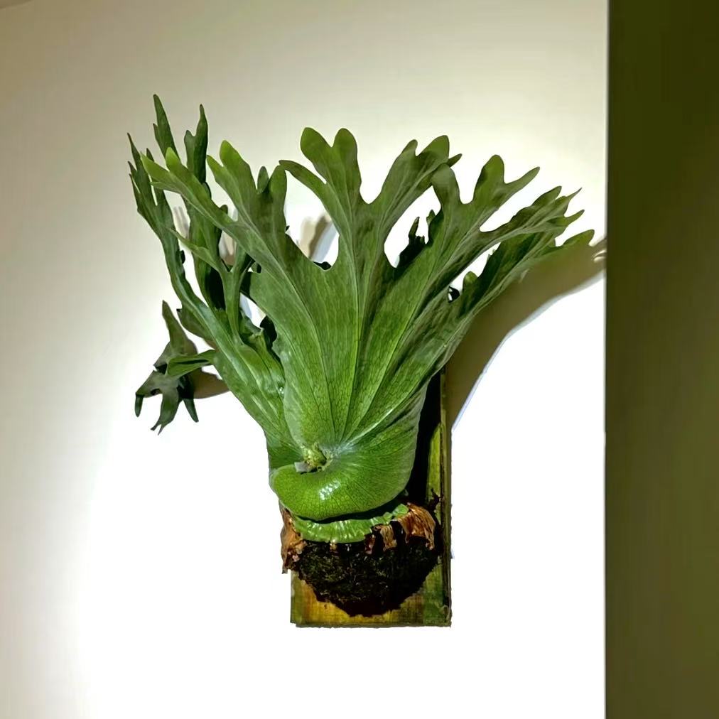 【蕨】（女王鹿角蕨）上板发货 室内新奇绿植盆栽