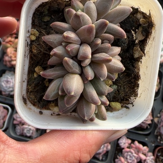 219梵高多肉植物多