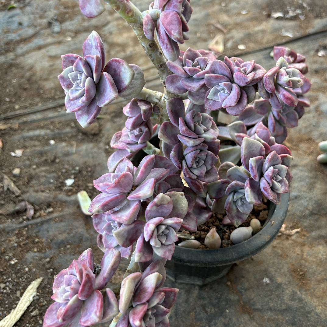 地栽紫乐老桩无砍小号（25公分以上）多肉植物