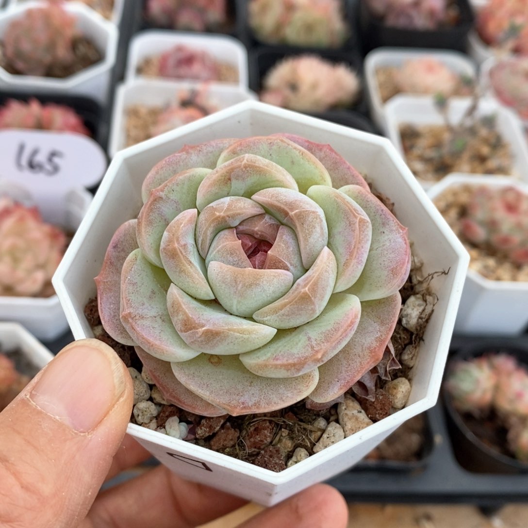 精品多肉一物一拍不包整173