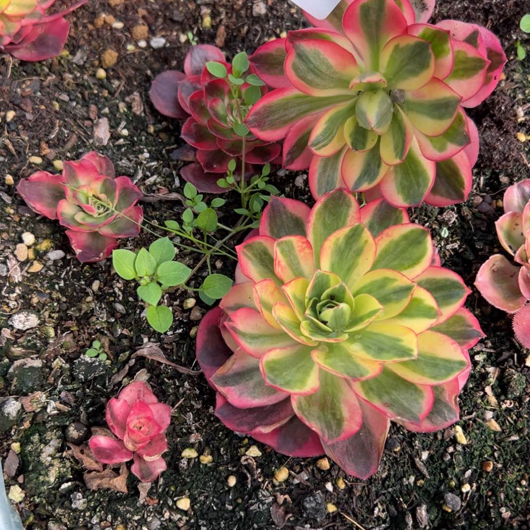 20包邮89如意一颗5多肉