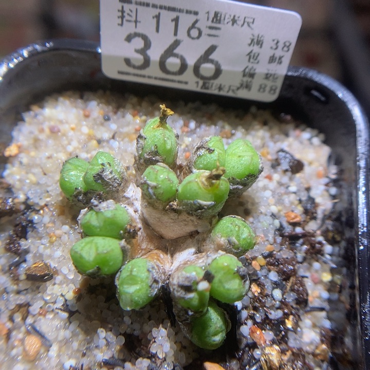 精品生石花116.366