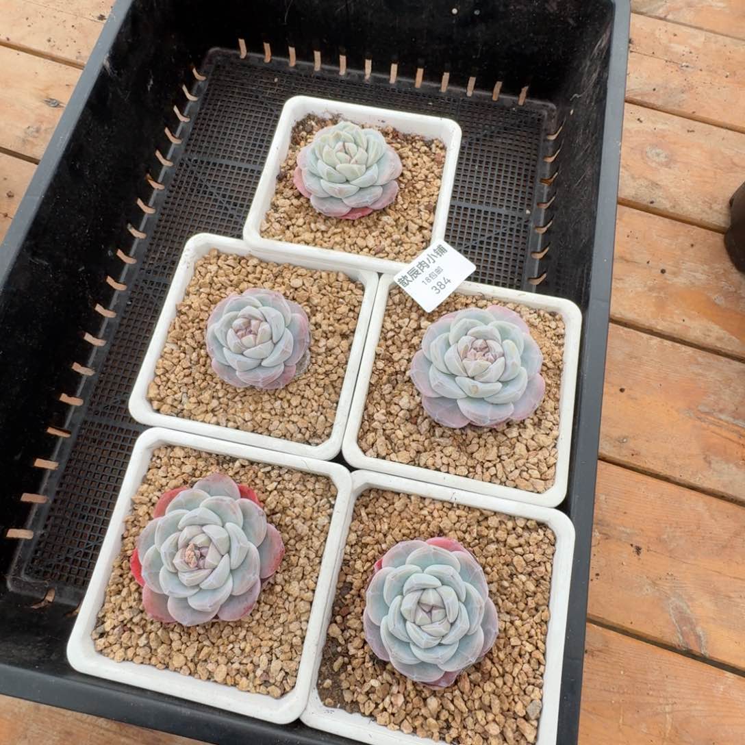 多肉植物冰雨7厘米384量拍一颗
