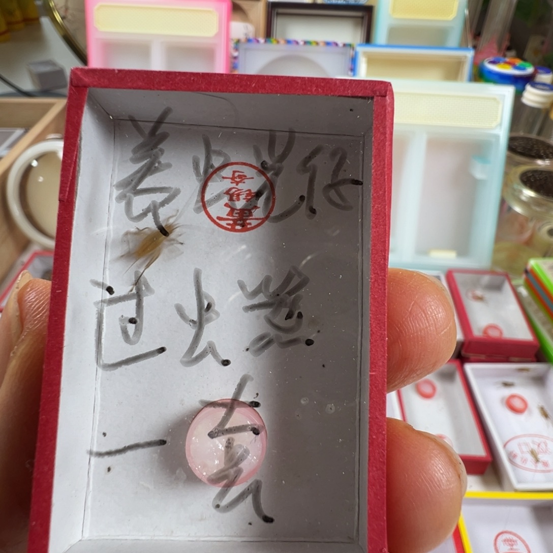 养***仔蟋蟀一只中黄一套过虫器