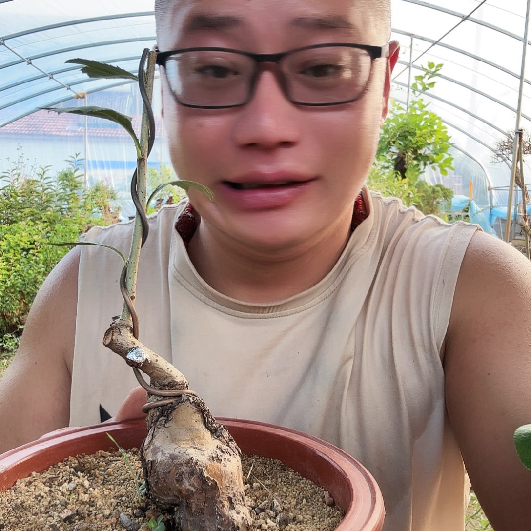 农***桩当前无花朵，栽培后可花朵