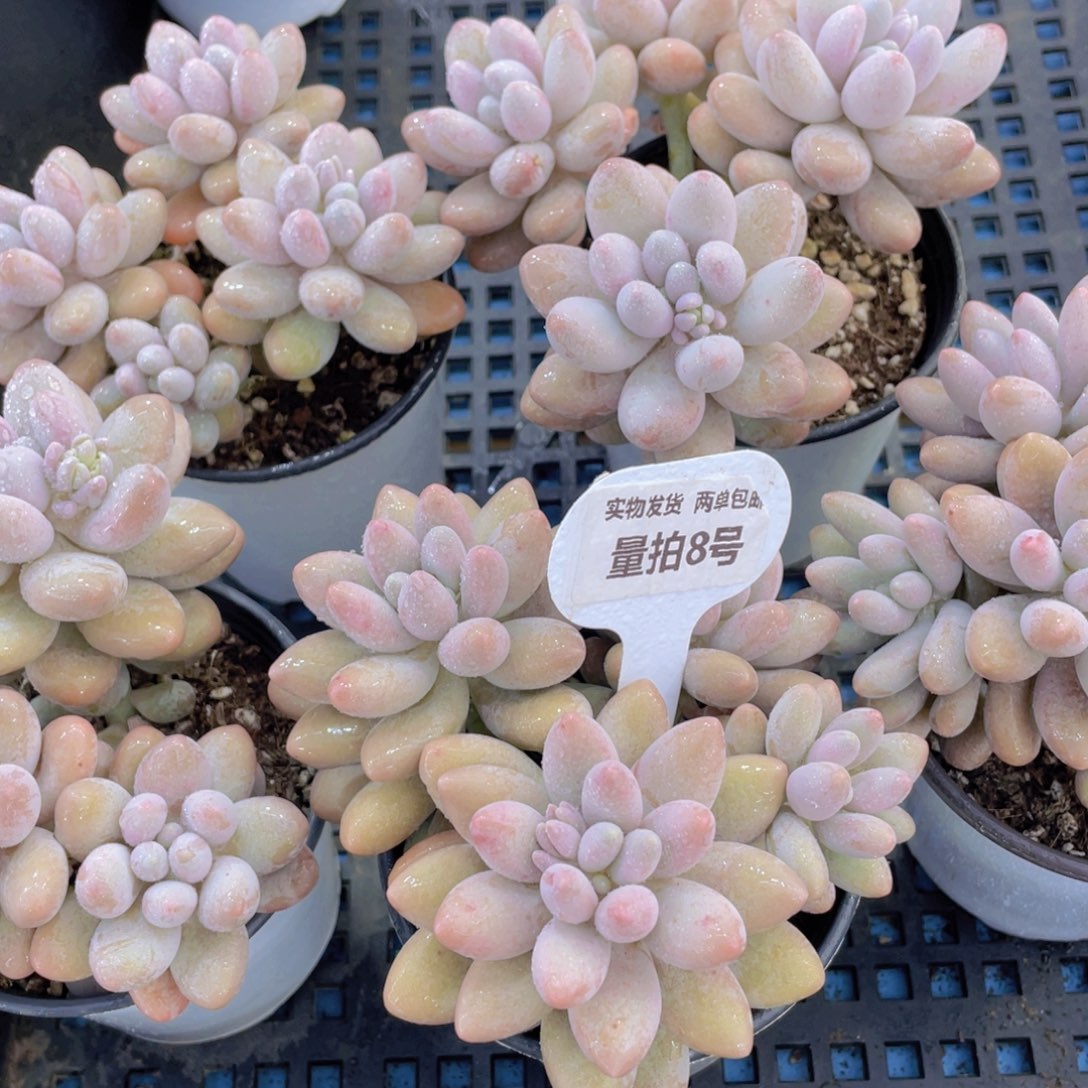 量拍8号多头精品汤圆群一个
