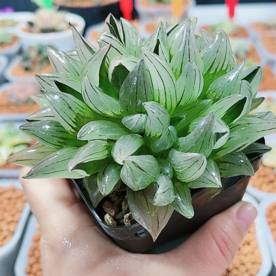 【闪购商品】西瓜寿