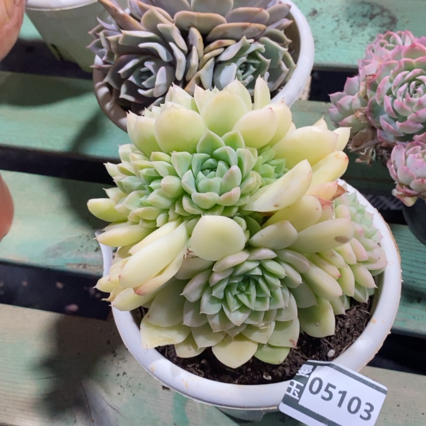 【闪购商品】麦秆05103