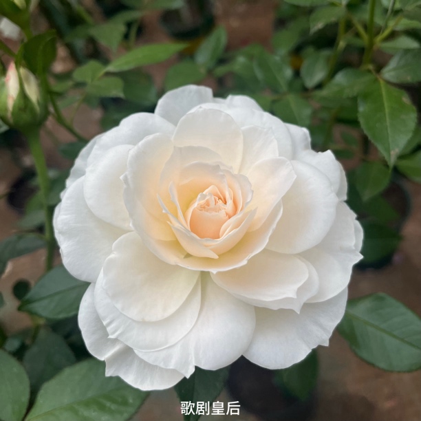 【歌剧皇后】白色大花浓香丰花勤花扦插盆栽月季！