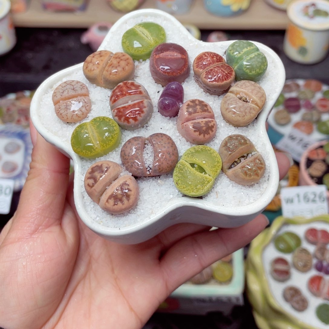 w1632 带盆土发货-零下地区拍保温箱