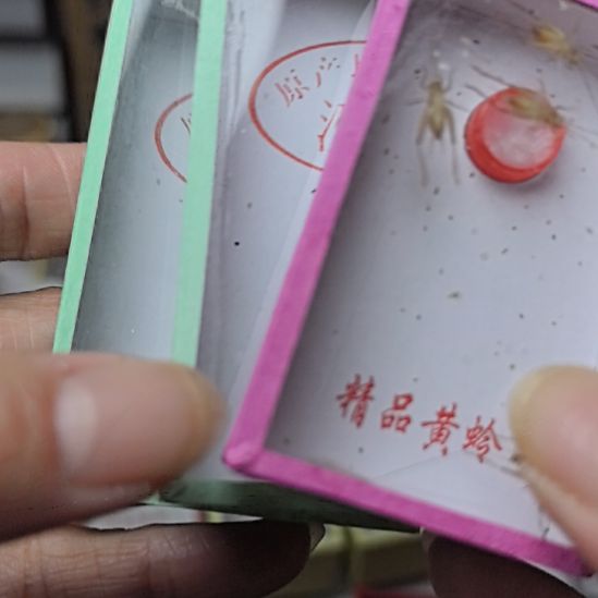 蟋蟀汊口冬蛉中长加小黄