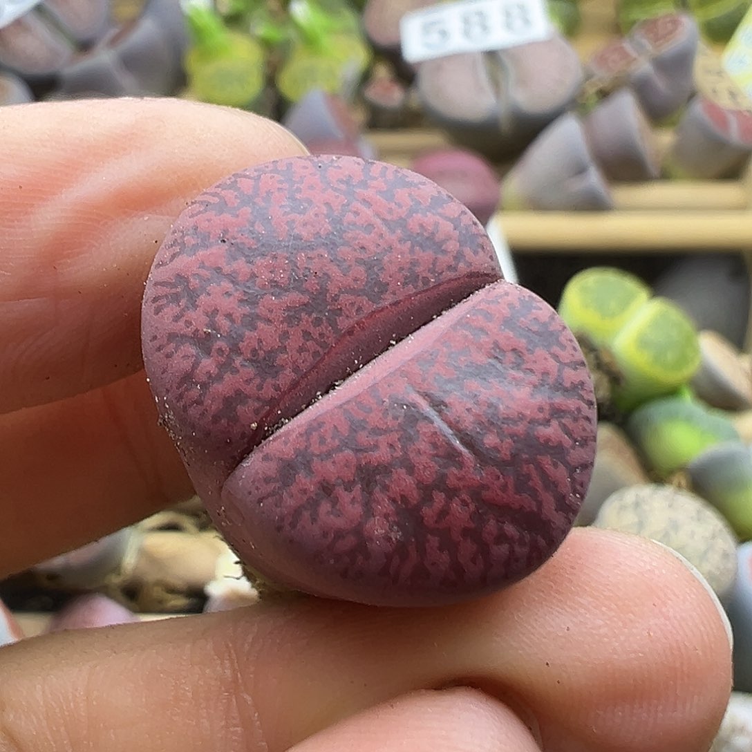 593纯岛体酒红清货1111111