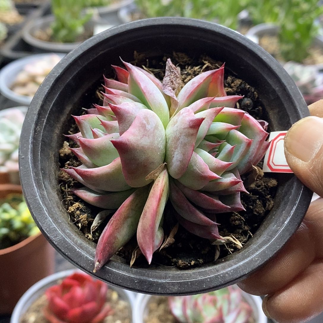 17111惊鸿仙子双头