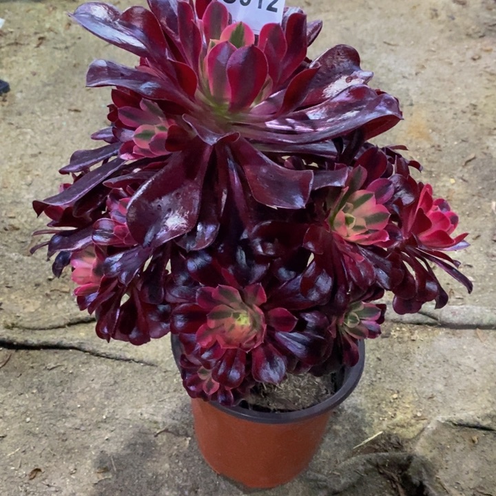 美杜莎多肉植物912