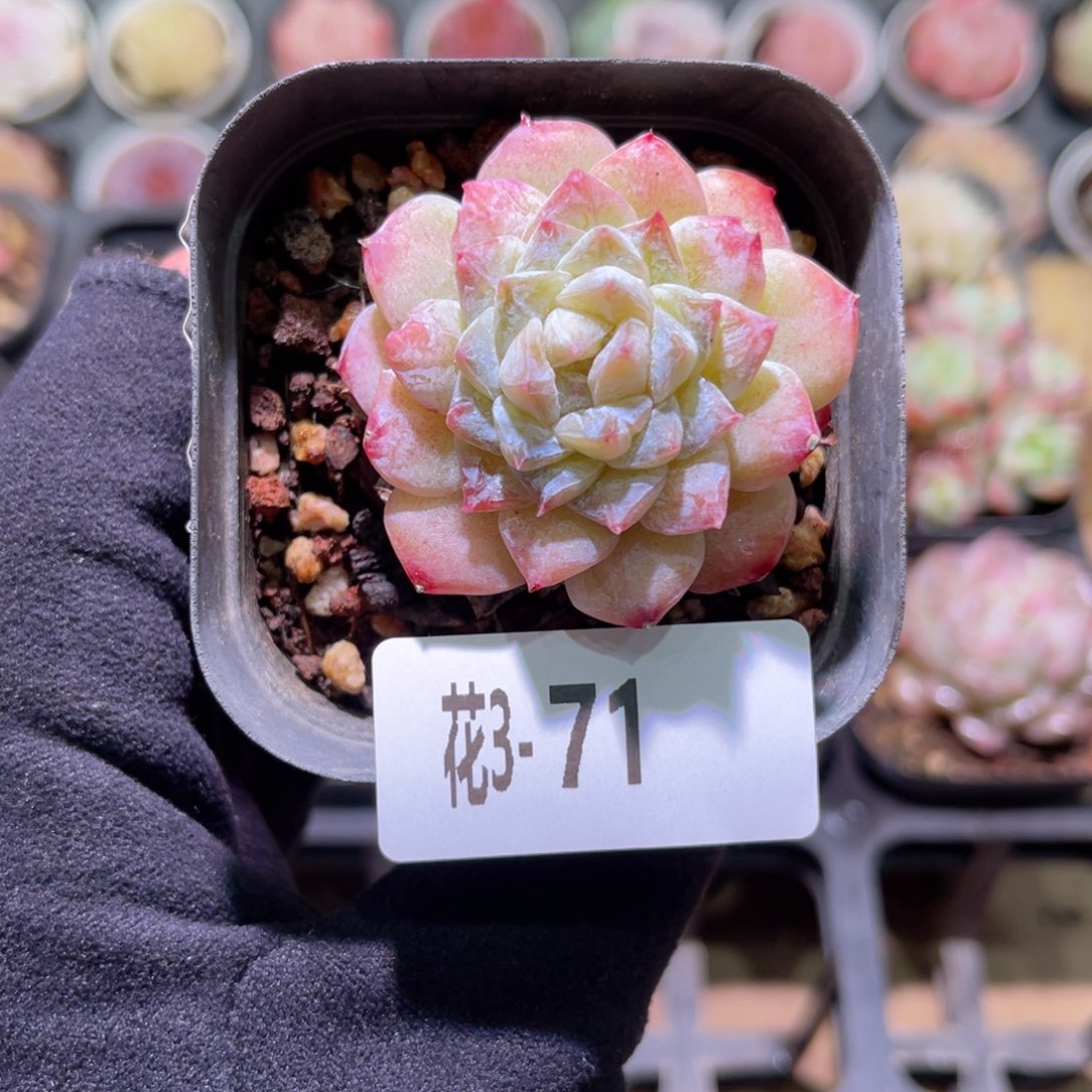 花利美3-71秘境冰魄